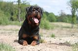 ROTTWEILER 243